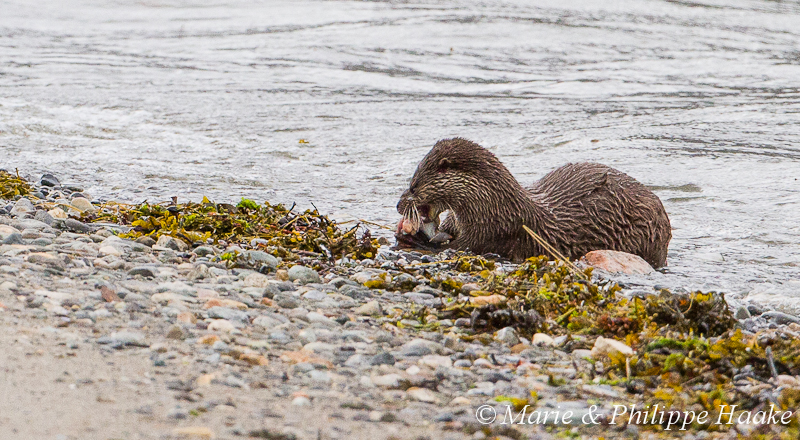 Loutre 8052.jpg - Loutre d'Europe, Lutra Lutra (Storfjorden, Norvège, juin 2012)
